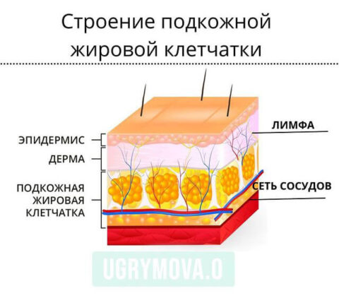 Подкожно жировая клетчатка картинка