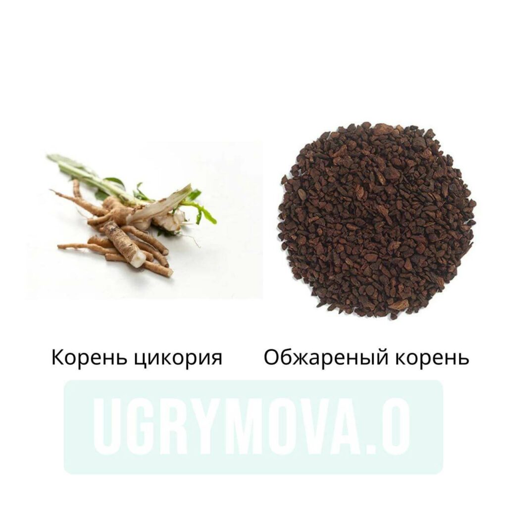 цикорий корень и обжаренный