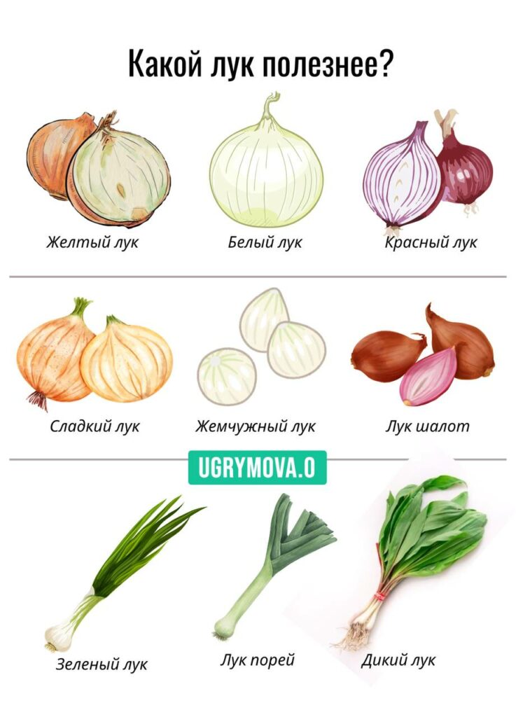 какой лук полезнее для организма человека