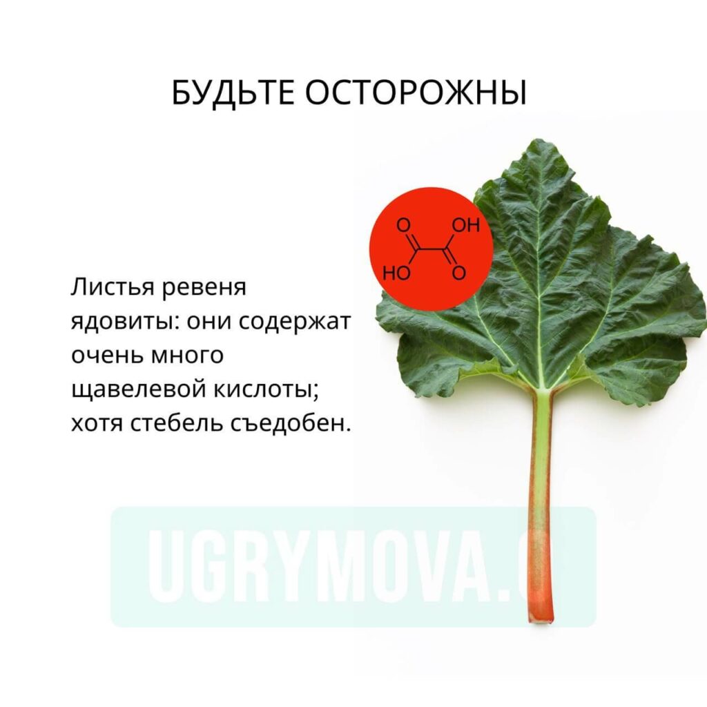 чем опасен ревень